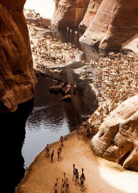 The Guelta d'Archei is probably the most famous guelta in the Sahara. It is located in the Ennedi Plateau, in north-eastern Chad, south-east of the town of Fada. Desert Sahara, المملكة العربية السعودية, In The Desert, Africa Travel, The Desert, Amazing Nature, Beautiful World, Wonders Of The World, Places To See