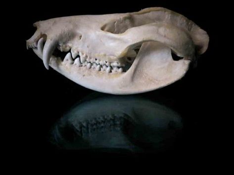 Skull Identification, Small Animal Skull, Opossum Skull, Swift Fox, Alligator Snapping Turtle, Two Toed Sloth, Plains Zebra, Tiger Skull, White Rhinoceros