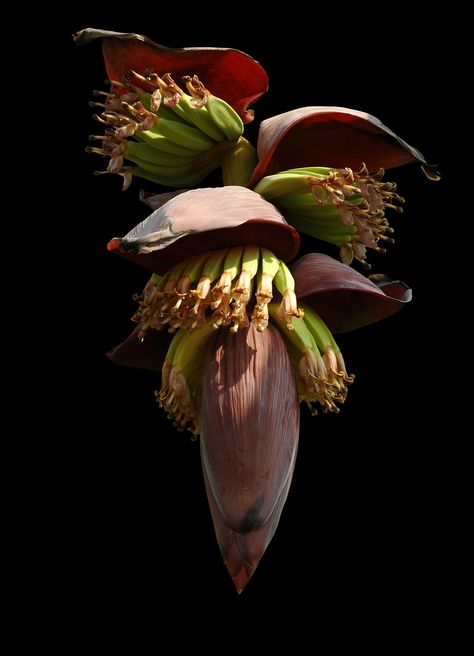 Download free HD stock image of Banana Flower Small Bananas Banana Blossom, Banana Flower, Banana Plants, Banana Tree, Fruit Art, Exotic Flowers, Blossom Flower, Tropical Flowers, Tropical Plants