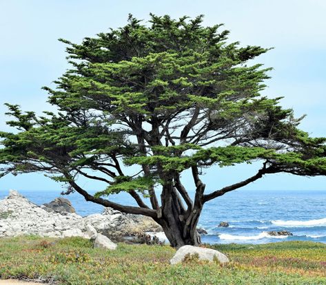 Leptospermum 'Starry Night' Tea Tree - Hello Hello Plants Cupressus Macrocarpa, Monterey Cypress, Italian Cypress, Cupressus Sempervirens, Cypress Essential Oil, Coastal Gardens, California Coastal, Tree Seeds, Cypress Trees