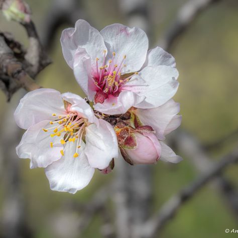 Almond Blossoms – Anita's Images Flowering Almond, Almond Flower, Almond Blossoms, Almond Tree, Healthy Nuts, Almond Blossom, In Full Bloom, Flower Bud, Cyprus