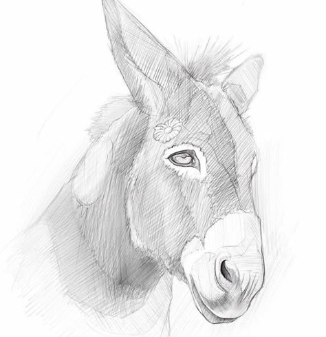 Donkey Sketch, Donkey Tattoo, Donkey Drawing, Cow Sketch, Donkey Art, Drawing Ideas Inspiration, Horse Art Drawing, Christmas Donkey, Animal Drawings Sketches