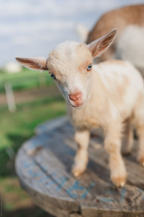 Adorable baby nigerian dwarf goats on a farm Baby Goats Aesthetic, Library Artwork, Goat Picture, Mini Goats, Pet Goat, Fluffy Cows, Cute Goats, Goat Farming, Science Photos