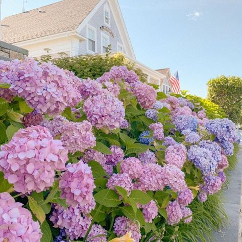 RadiantPlanner - Etsy Hydrangea Nantucket, Nantucket Hydrangea, Nantucket Aesthetic, Fence Flowers, Cape Cod Aesthetic, Hydrangea Season, Hydrangeas Flowers, Hydrangea Flower, Paint By Numbers