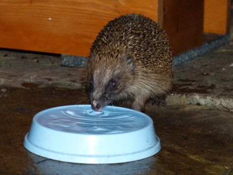 Water bowls for wildlife are essential in hot weather. This is particularly true if you are mainly feeding hedgehogs dried food. I leave out plenty of shallow bowls of water all year round for wildlife #water #wildlife #nature Water For Wildlife, Baby Hedgehogs, Shallow Bowls, Garden Wildlife, Dried Food, Baby Hedgehog, Terracotta Plant Pots, Handmade Silver Jewellery, Wildlife Gardening