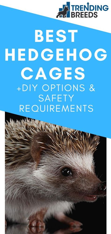 Hedgehog Enclosure Diy, Hedgehog Habitat Diy, Diy Hedgehog Cage Ideas, Hedgehog Toys Ideas, Aesthetic Hedgehog Cage, Hedgehog Cage Setup, Diy Hedgehog Cage, Pygmy Hedgehog Cage, Hedgehog Enclosure