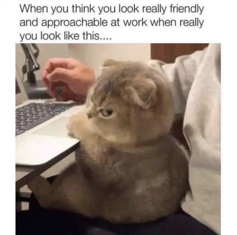 Cat Workplace Memes, Work Memes, Memes Humor, Funny Cat Memes, To Infinity And Beyond, Funny Animal Memes, Nurse Humor, Work Humor, Funny Laugh