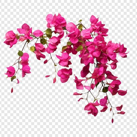 Bougainvillea Flower Drawing, Buganvilla Flower, Tanaman Png, Flower Transparent Background, Graphical Poster, Bougainvillea Flower, Wedding Infographic, Procreate Ipad Tutorials, Wedding Graphics