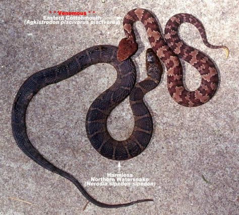 Disjunct Populations of the Cottonmouth Water Moccasin (Agkistrodus piscivorus) | GeorgiaBeforePeople Snake Top View, Snake Identification, Cottonmouth Snake, Moccasins Pattern, Snake Painting, King Snake, Ouroboros Snake, Water Snake, Poisonous Snakes