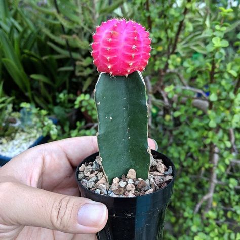 Bareroot Moon Cactus Indoor Cactus Plants, Cactus Farm, Grafted Cactus, Color Cactus, Moon Cactus, Gymnocalycium Mihanovichii, Cactus Gift, Indoor Cactus, Blooming Cactus