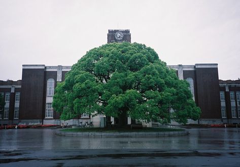 Japan University, Kyoto University, Kiyomizu Dera, College Campus, Kyoto Japan, Colleges And Universities, Kyoto, Places Ive Been, University