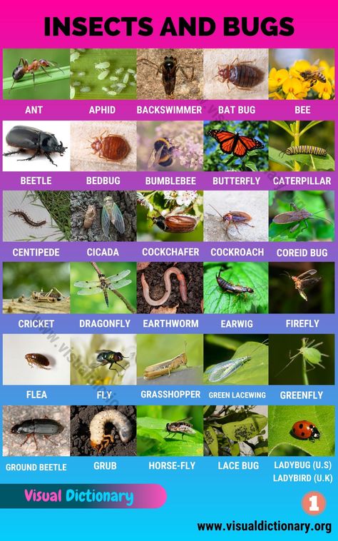 Insects: Best List of 55 Common Names of Insects in the World Animals Classification, Classification Of Animals, List Of Insects, Insects Names, Animals Name In English, Pictures Of Insects, Animal Classification, Animal Names, Visual Dictionary