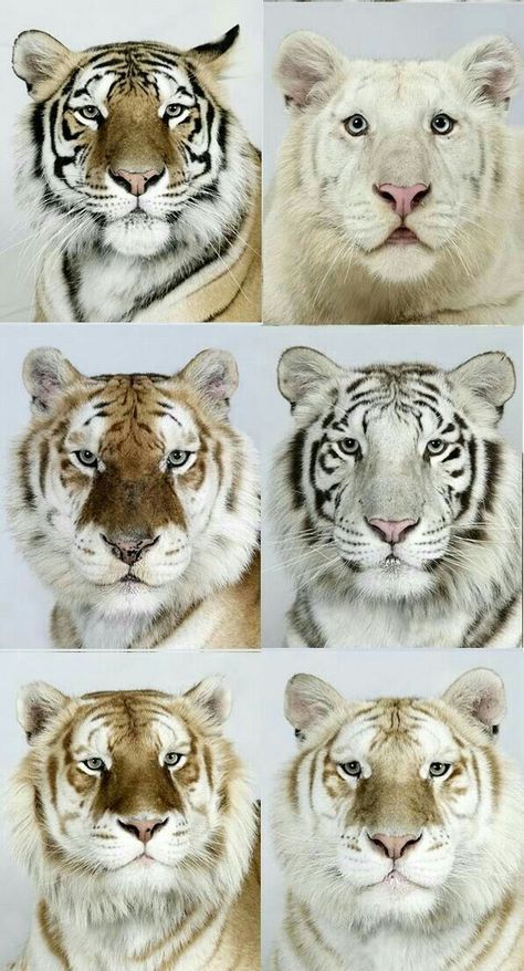 Big Cats - Rare animal because of its cuteness. There are many species of animals in the world, maybe you have never seen these animals before. See if curious.  #animals #rare #cute #cuteanimal #rareanimal Pictures Of Tigers, White Tigers, Albino Animals, Tiger Pictures, Rare Animals, Majestic Animals, Pretty Animals, Cheetahs, Style Photo