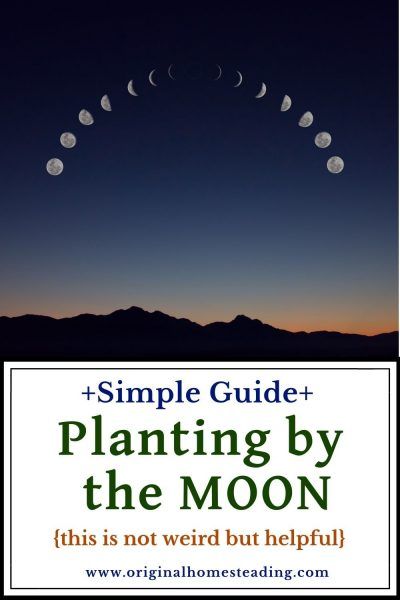 INTERESTINGLY ENOUGH, when you think about the gravitational pull that the moon has on the ocean tides, a reasonable person might begin thinking how the phases of the moon can affect plant growth. Does Planting by the Moon really work? Read more and decide for yourself at OriginalHomesteading.com #plantingbythemoon #plantingschedule #plantingbythemoonphases Planting By The Moon, Thieves Oil Recipe, Moon Plant, The Phases Of The Moon, Planting Calendar, Ocean Tides, Garden Diary, Herbal Plants, Phases Of The Moon