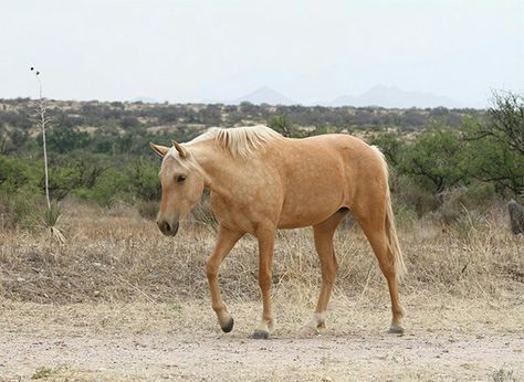 Spanish Barb Barb Horse, Tennessee Walking Horse, Walking Horse, Draft Horses, Horse Saddles, Horse Breeds, Mustang, North America, 19th Century