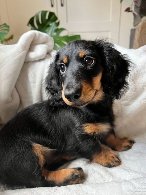 Black Dauchsands, Black Dashound, Black Weiner Dog, Weiner Dog Long Hair, Dashound Aesthetic, Black And Tan Long Haired Dachshund, Black Long Haired Dachshund, Long Haired Dashound, Fluffy Dashound