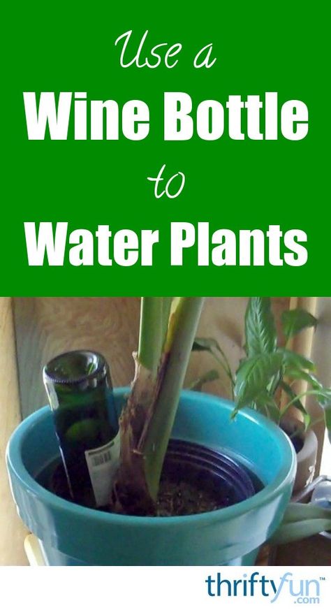 Plants In Bottles, Bucket Gardening, Making Water, Watering Plants, Empty Glass Bottles, Vegetable Garden Diy, Bottle Garden, Grow Plants, Houseplants Indoor