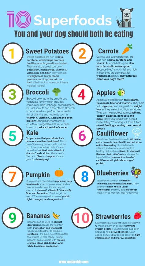 Super Foods You & Your Dog Should Be Eating Puppy Diet Plan, Foods Good For Dogs Joints, Natural Foods For Dogs, Puppy Food Chart, Superfood For Dogs, Dog Treats To Help With Digestion, List Of Dog Safe Foods, Foods To Add To Dog Food, Healthiest Dog Food