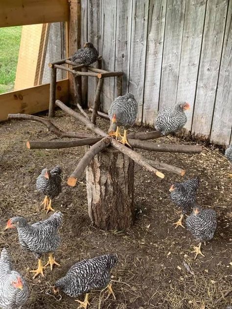 Chicken Roost, Cute Chicken Coops, Chicken Coop Garden, Chicken Shed, Chicken Barn, Backyard Chicken Coop Plans, Chicken Pen, Diy Chicken Coop Plans, Chicken Feeders