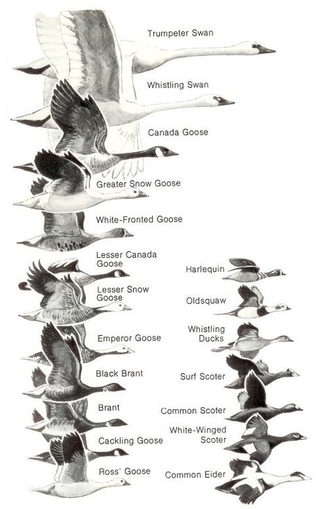 Ducks at a Distance (1 of 2): A Waterfowl Identification Guide by Hines, Robert W. (TAG:LINK=>ARCHIVE.ORG; PUBLIC DOMAIN) Tactical Crossbow, Duck Identification, Hunting Crossbow, Goose Hunting, Crossbow Hunting, Duck Hunt, Bird Identification, Hunting Stuff, Waterfowl Hunting