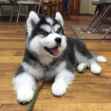 Pomsky Puppies For Sale | Sacramento, CA | Petzlover Pomsky Puppy Full Grown, Pomsky Full Grown, Kern County California, Pomsky Puppy, Pomsky Puppies For Sale, German Shepherd Photos, Pomsky Puppies, Moreno Valley, California City