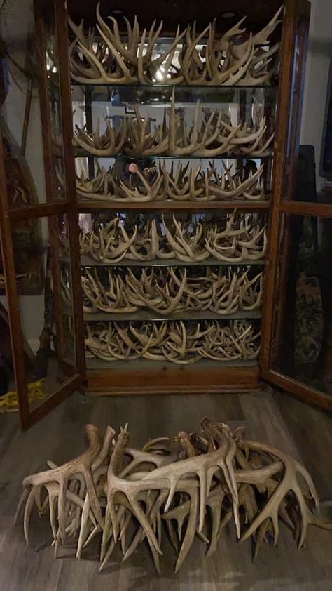 Shed Antler Display Ideas, Antler Display Ideas, Antler Display, Hunting Stuff, Shed Antlers, Taxidermy, Glass Table, Antlers, Hunting