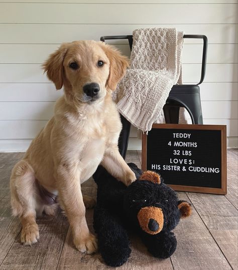 Puppy letterboard month growing Monthly Dog Photos, Dog Monthly Photo Ideas, Puppy Growth Pictures Ideas, Puppy Monthly Photo Ideas, Puppy Letterboard, Dog Letterboard, Puppy Announcement, Dog Breeding, Milestone Pictures