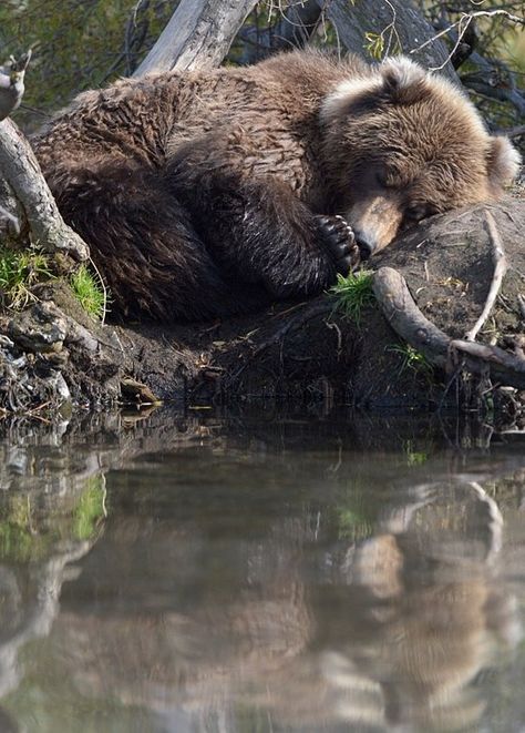 Peaceful Sleep, Bear Photos, Bear Pictures, Bear Art, Grizzly Bear, Wildlife Animals, Woodland Creatures, Nap Time, Animal Photo