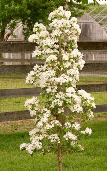 Underutilized Trees for Urban Use: Chinese Fringe Tree – New York State Urban Forestry Council Easy Outdoor Plants, Outdoor Potted Plant Ideas, Plants Terrace, Best Outdoor Plants, Landscaping Front Of House, Balcony Landscaping, Potted Plant Ideas, Plants For Pots, Nature In The City