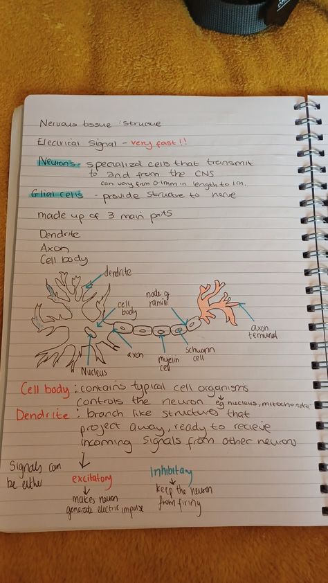 Class 11 Biology Notes Neural Control And Coordination, Nervous System Notes Aesthetic, Nervous System Notes, Psychology Girl, Nervous Tissue, Animal Management, Medical Learning, Catatan Aesthetic, Biology Diagrams