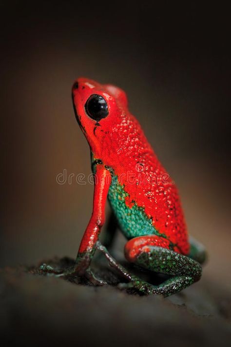 Golden Poison Frog, Golden Poison Dart Frog, Red Poison Dart Frog, Strawberry Poison Dart Frog, Phantasmal Poison Dart Frog, Polymer Animals, Poison Arrow Frog, Poison Arrow, Drag Inspiration