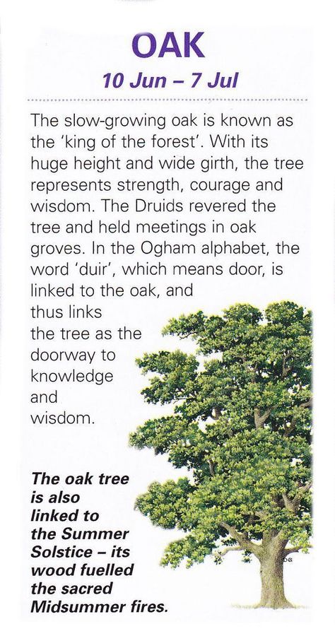 Trees Associated with Thursdays – Oak | Witches Of The Craft®️️️ Types Of Oak Trees, Tree Witchcraft, Oak Tree Meaning, Tree Meanings, Celtic Tree Astrology, Sacred Tree, Magical Herbs, Celtic Tree, Celtic Symbols