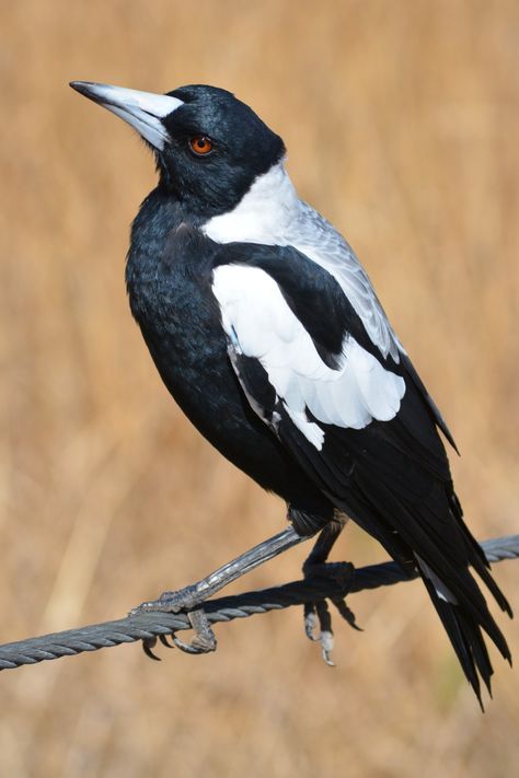 Australian Magpie, Magpie Art, Australian Fauna, Australian Wildlife, Australian Birds, Australian Animals, Animal Totems, Bird Drawings, Bird Photo