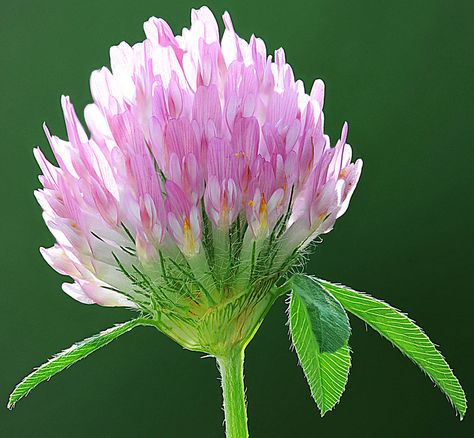 Clover Blossom, Clover Painting, Prairie Flowers, State Flowers, Prairie Flower, Herb Garden In Kitchen, Acrylic Painting Inspiration, Australian Flowers, Red Clover