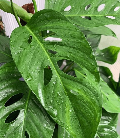 Monstera Laniata Plant, Monstera Laniata, Monstera Adansonii Care, Plants Monstera, Plant Interior, Monstera Obliqua, Monstera Adansonii, Home Decor Plants, Plant Pests