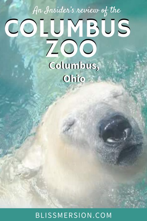 This Columbus Zoo review for parents of toddlers and preschool aged kids. Kids can do giraffe feeding, ride some rides, and see many cool animals at the Columbus Zoo in Ohio! #columbusohio #ohio #travelwithkids #columbuszoo Ohio Outfits, Giraffe Feeding, Aquarium Tips, Columbus Zoo, Ohio Travel, State Of Ohio, Us Travel Destinations, Family Vacation Destinations, The Wilds