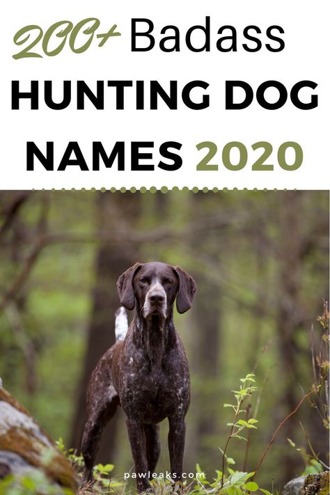 Choosing a fitting name for your male or female hunting dog isn’t easy and requires a lot of time skimming through lists on the internet. Whether you are looking for a cool, badass, unique, fun or meaningful hunting dog name for your sporting breed, this list will inspire you with 200+ name ideas for retrievers, pointers, hounds, spaniels, setters, terriers, duck hunting or gun dogs. This post will also feature fishing, pheasant hunting dog names and hunting dog names for Labs. #huntingdognames How To Train A Hunting Dog, Corgi Names List Male, Male Dogs Names Unique, Female Hunting Dog Names, Female Dog Names Country, Western Names For Dogs, Girl Hunting Dog Names, Small Dog Names Boys, Western Dog Names Boy