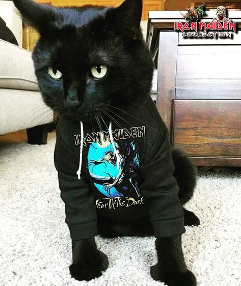 Iron Maiden Pfp, Metalhead Cat, Demoncore Aesthetic, Heavy Metal Cat, Metal Cats, Metal Animals, Life With Cats, Adorable Pictures, Dragon Statue