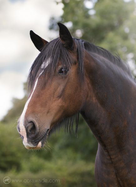 www.corawade.com - pet & equine photography Horse Horse Reference Photos Head, Horse Headshot Photography, Horse Face Photography, Horse Head Photography, Clysdale Horses, Quarter Horse Stallion, Photography Horse, Horse Pics, Horse Mane