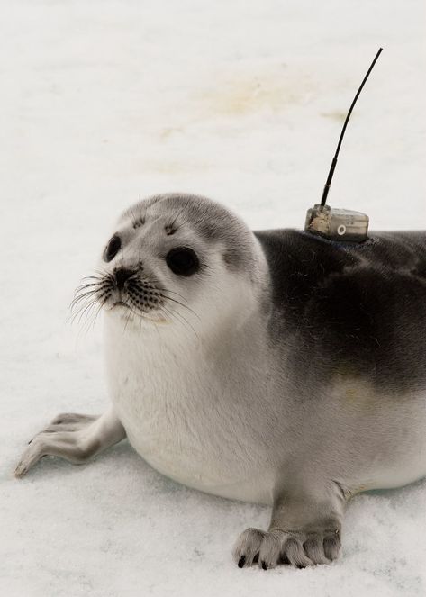 Ribbon Seal, Cute Seals, Seal Pup, Baby Seal, A Seal, Marine Mammals, The Marine, Silly Animals, Cute Animal Photos