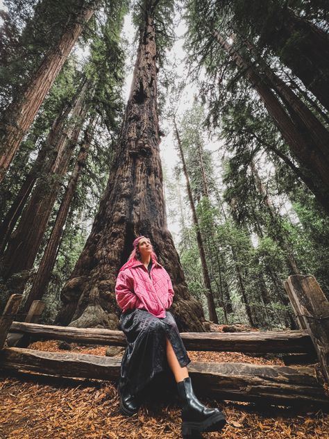 Redwood trees at Henry Cowell national forest near Santa Cruz, California photoshoot ideas Redwood Photoshoot, Hope Scope, California Photoshoot, Forest Photoshoot, Fall Aesthetics, Redwood Trees, Santa Cruz California, Redwood Tree, Woods Photography