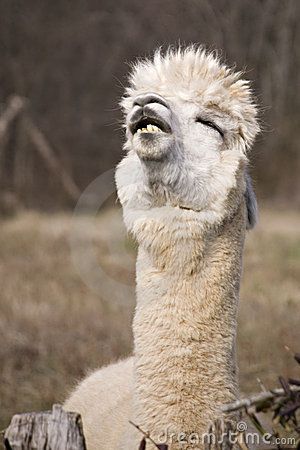 American Idol llama Funny Llama Pictures, Llama Pictures, Llama Face, Stock Photos Funny, Make Funny Faces, Funny Llama, Funny Expressions, Barnyard Animals, Kids Adventure