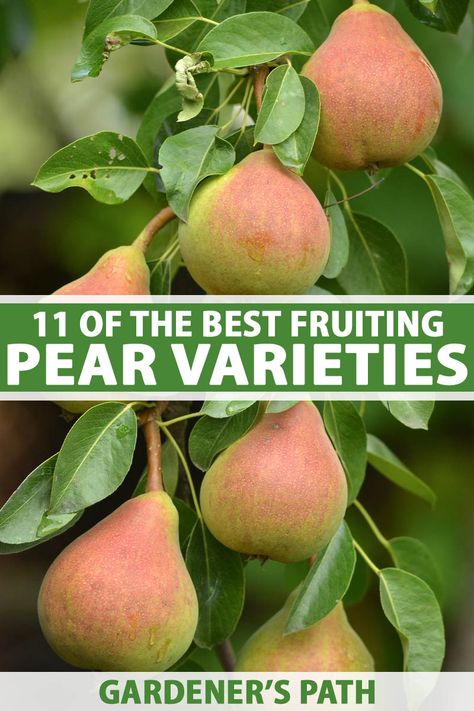 European pear trees provide delicious soft, buttery fruit plus ornamental spring blossoms and rich fall colors. There are a number of different cultivars available for home gardeners. Learn about 11 of the best common pear varieties to grow in your garden now on Gardener's Path. #pears #growyourown #gardenerspath Pear Varieties, Pea Trellis, Fruits Garden, Homestead Gardening, Fruit Plus, Homestead Life, Growing Fruit Trees, Homesteading Ideas, Homegrown Food