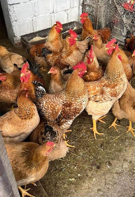 Live Chicken Pictures, Poultry Farm Design, Poultry Breeds, Live Chicken, Chicken Pictures, Beautiful Chickens, Chicken Garden, Farm Lifestyle, Poultry Farm