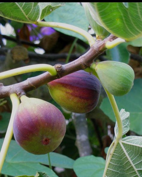 Fig Bush, Muscadine Grapes, Yard Plants, Fig Trees, Fig Plant, Indoor Trees, Edible Landscaping, Growing Fruit, Fruit Plants