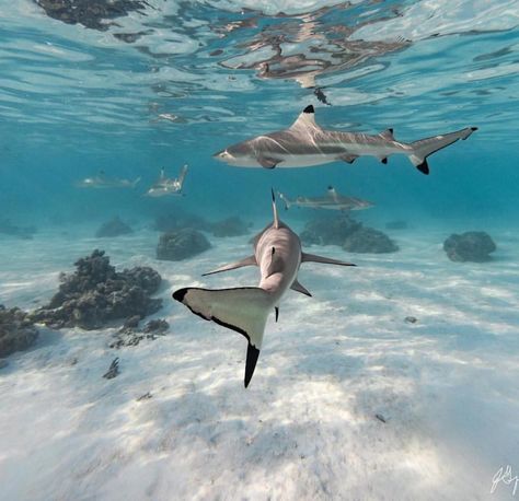 These are the friendly black tip reef sharks of Moorea, French Polynesia.   Photo by John Garza Photography Silly Sharks, Black Tip Shark, Moorea French Polynesia, Fish Images, Happy Shark, Marine Creatures, Thailand Trip, Reef Shark, Underwater Photographer