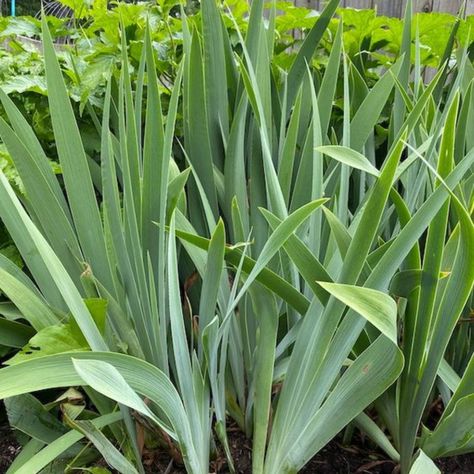 Iris Transplanting: Spring Guide for a Blooming Garden When To Transplant Iris Bulbs, When To Transplant Iris, European Fan Palm, Holly Shrub, Fishtail Palm, Shrubs For Privacy, Low Light House Plants, Box Wood Shrub, Dracaena Plant