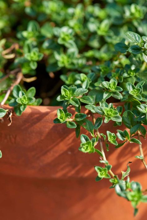 How To Propagate Thyme From Cuttings, Division, And Seeds + Growing Tips Drying Thyme, Grow Thyme, Growing Thyme, Thyme Plant, Seeds Growing, Seed Starter Kit, Diy Compost, Gardening Herbs, Seed Starting Mix