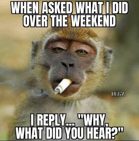 Funny Monkey Memes, Monkey Meme, Sick Humor, Good Morning Funny Pictures, Weird Quotes Funny, Good Morning Funny, Funny Quotes Sarcasm, Monkeys Funny, Funny Thoughts