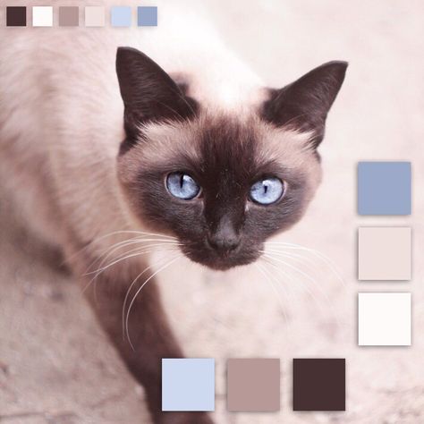 Cat Color Pallete, Cat Colour Palette, Cat Color Palette, Cat Reference Drawing, Winter Still Life, Bead Color Combos, Inspiration Color Palettes, Match Art, Kitty Pattern